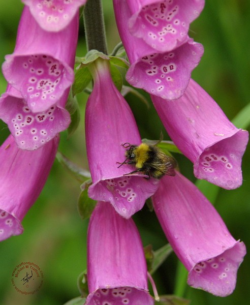 Flower and Bee 8W70D-18.JPG